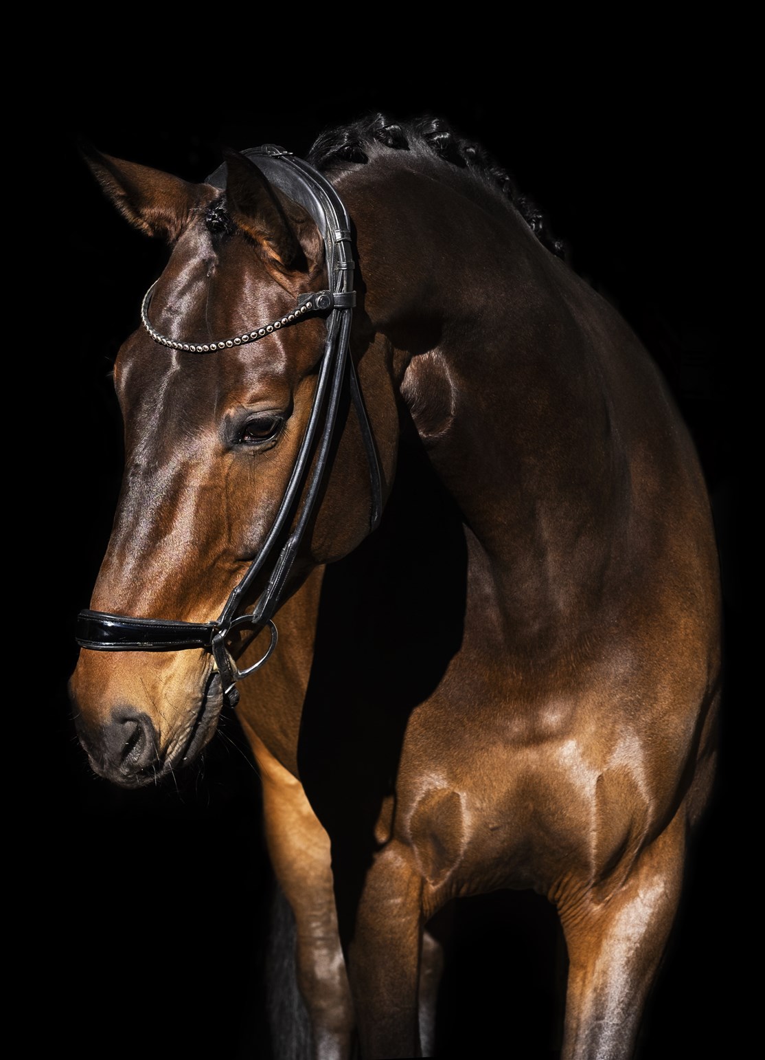 Spirit snaffle is suitable for all breeds of horses.