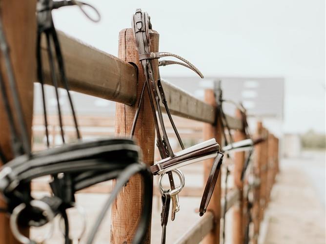 ALL BRIDLES